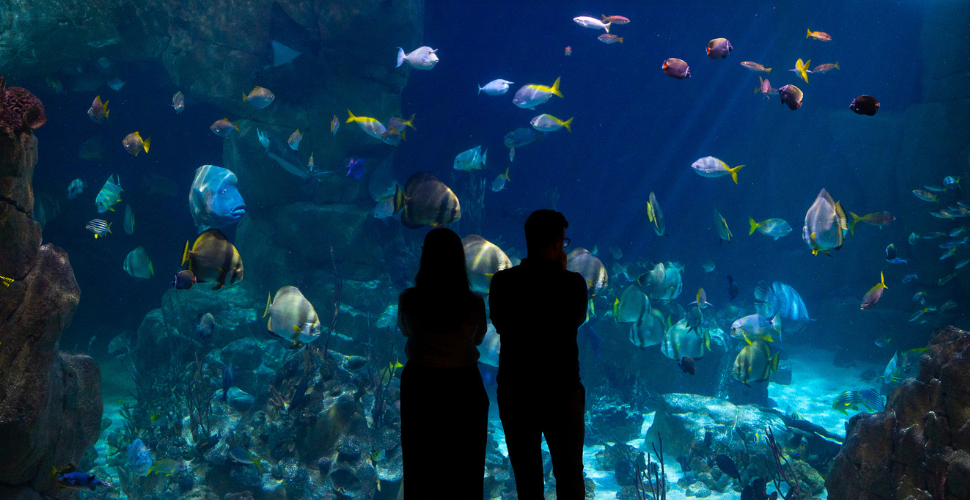 A photograph of two people standing in front of a tank at the Aquarium